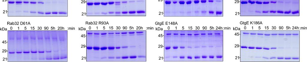 Mutational analysis of Rab32 and GtgE using a Coomassie-stained SDS-PAGE-based proteolytic Rab32 cleavage