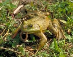 Frog farms Pet release