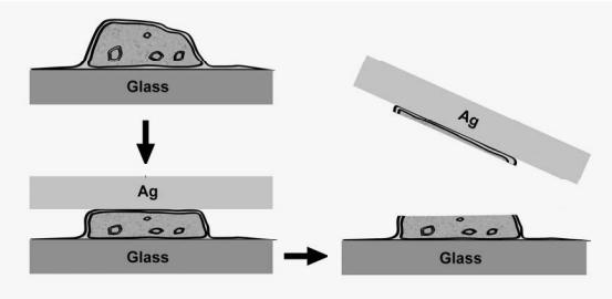Applications of Imaging ToF-SIMS: cell imprinting Cell cultures are transferred on modified glass surfaces, enhancing cellular adhesion. A silver block is then deposited onto the cells.