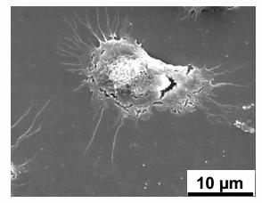 SEM image of a human leucocyte deposited on glass ToF.