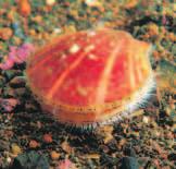 Scallops are used to measure an ecosystem s health because they re sensitive to water quality. Body Systems Mollusks have a digestive system with two openings.