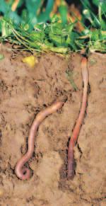 As earthworms move, they take soil into their mouths. Earthworms get the energy they need to live from organic matter found in the soil. From the mouth the soil moves to the crop, where it is stored.