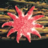 Swimmerets force water over the feathery gills where carbon dioxide from the crustacean is exchanged for oxygen in the water. Echinoderms Most people know what a starfish is.