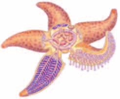 After the prey s body is digested and absorbed, the sea star pulls in its stomach. Like some invertebrates, sea stars can regenerate lost or damaged parts.