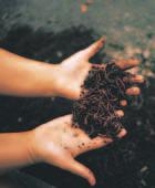 eggshells, tea bags, and coffee grounds (Avoid meat and fat scraps.) Safety Precautions Garbage-Eating worms Real-World Question Susan knows that soil conditions can influence the growth of plants.