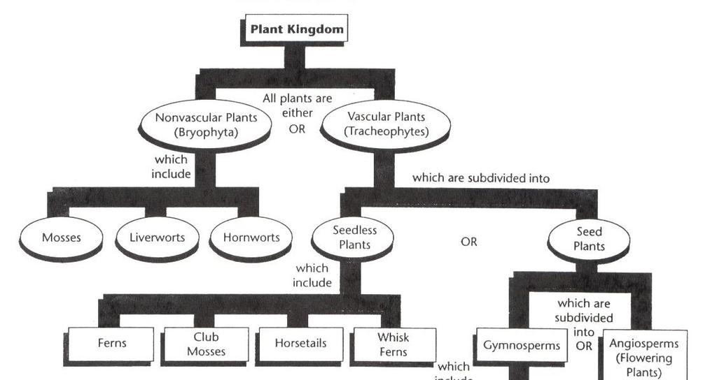 FOUR Types of Plants
