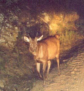 Example: Deer in the Road You are driving home at night along US-50 traveling at 30m/s when a deer jumps out in the road 150m ahead. The deer freezes in your headlights.