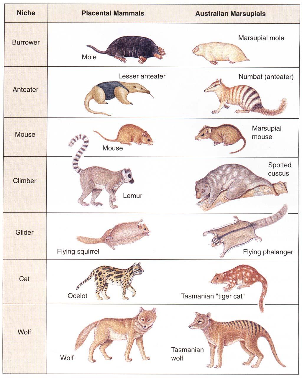 Figure 37-8. Showing convergent evolution in the marsupials of Australia and the placental mammals in the rest of the world.