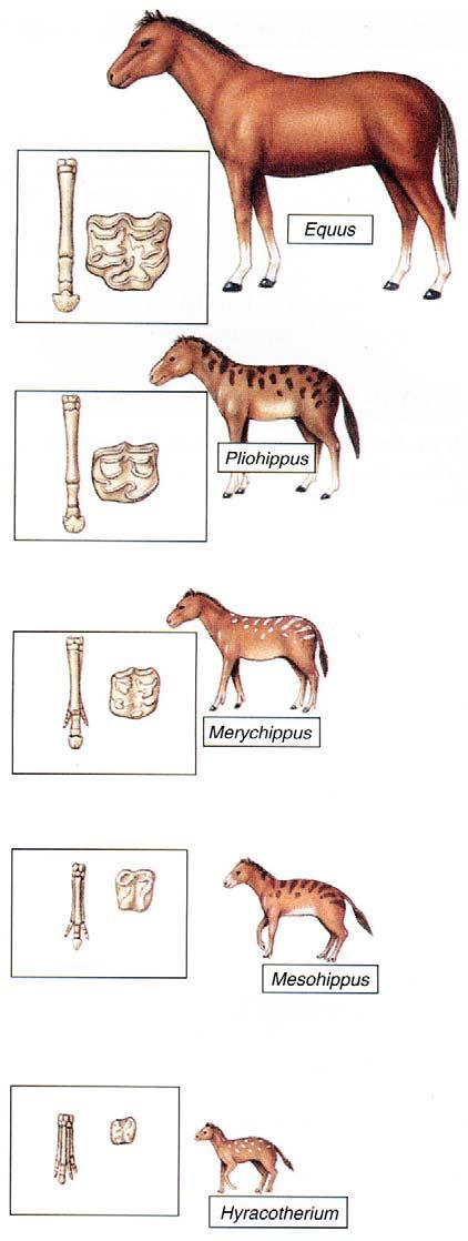 c. Evolution has resulted not only in reduction of the number of toes but in size of the horse and tooth shape. d.