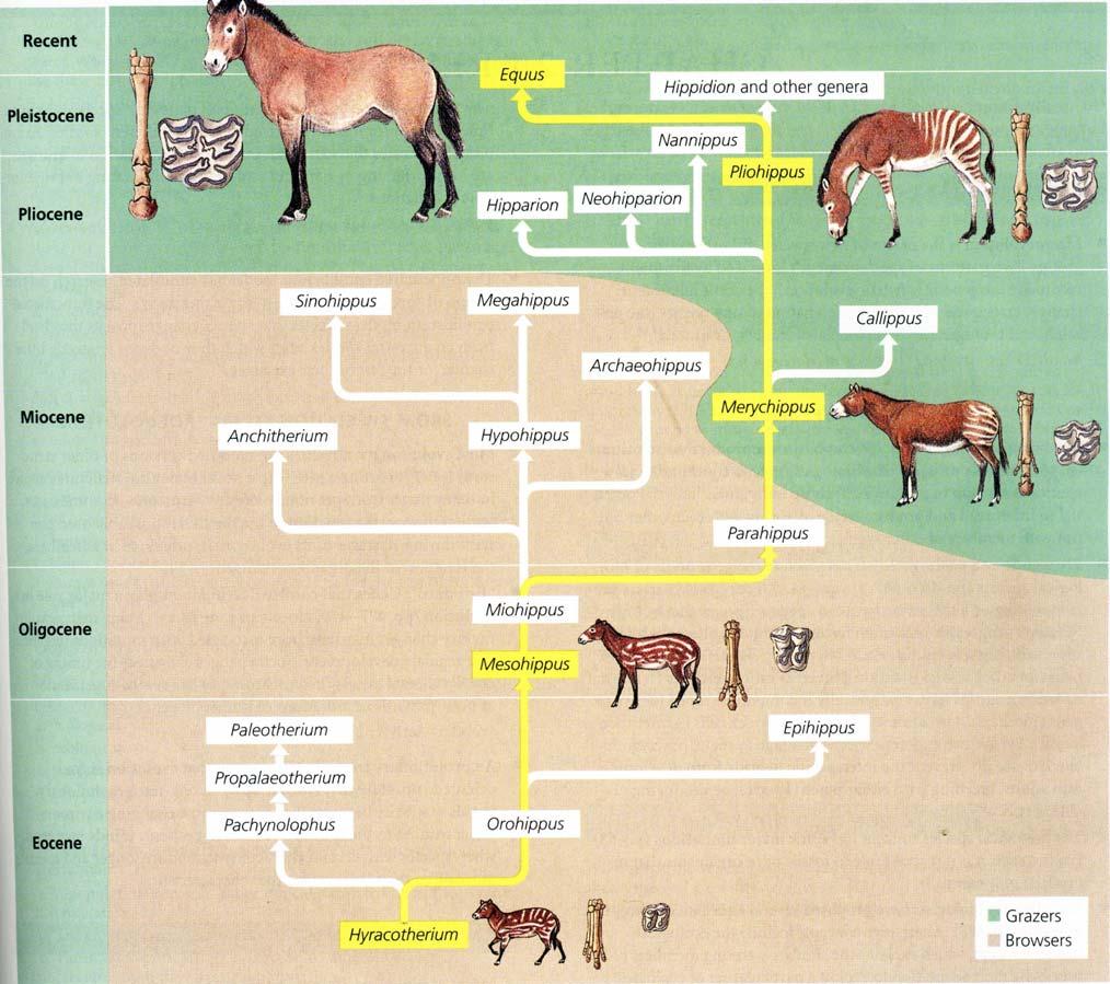 Figure 37-4 The branched evolution of horses.