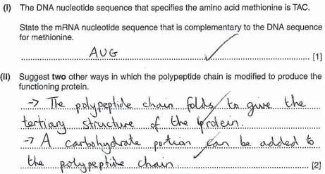 Each of these suggests an acceptable modification to the transcribed polypeptide chain that would enable function.