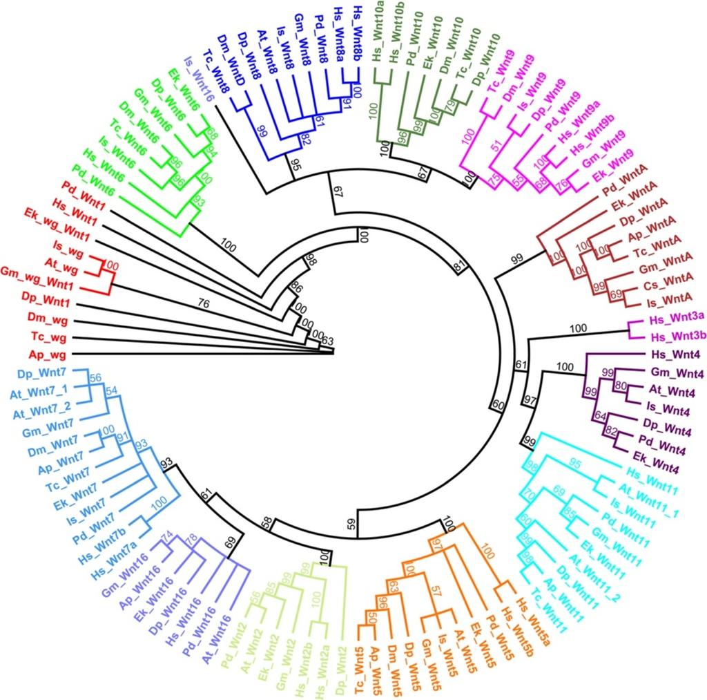 Hogvall et al. EvoDevo 2014, 5:14 Page 3 of 15 Figure 1 Phylogenetic analysis of Wnt genes. Maximum likelihood tree of Wnt amino acid sequences.