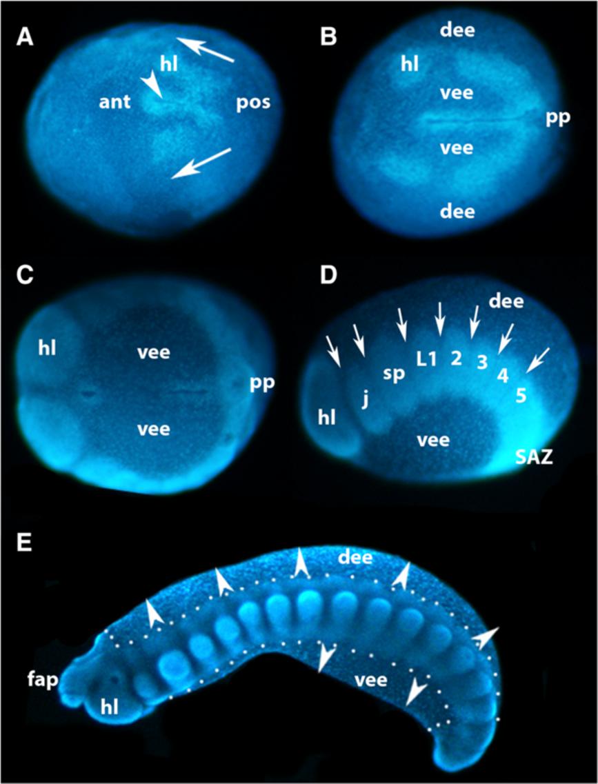 Hogvall et al. EvoDevo 2014, 5:14 Page 5 of 15 Figure 3 Formation of the germ band in E. kanangrensis.