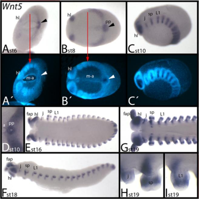 Hogvall et al. EvoDevo 2014, 5:14 Figure 6 Expression of E. kanangrensis Wnt5. Anterior is to the left. (A) Ventral view.