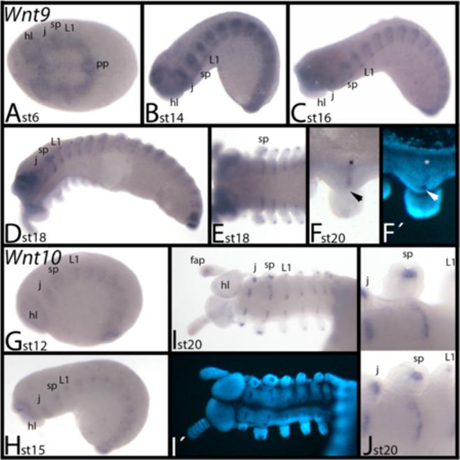 Hogvall et al. EvoDevo 2014, 5:14 Figure 8 Expression of E. kanangrensis Wnt9 and Wnt10. (A-F) Expression of Wnt9. (G-J) Expression of Wnt10. Anterior is to the left. (A) Ventral view.