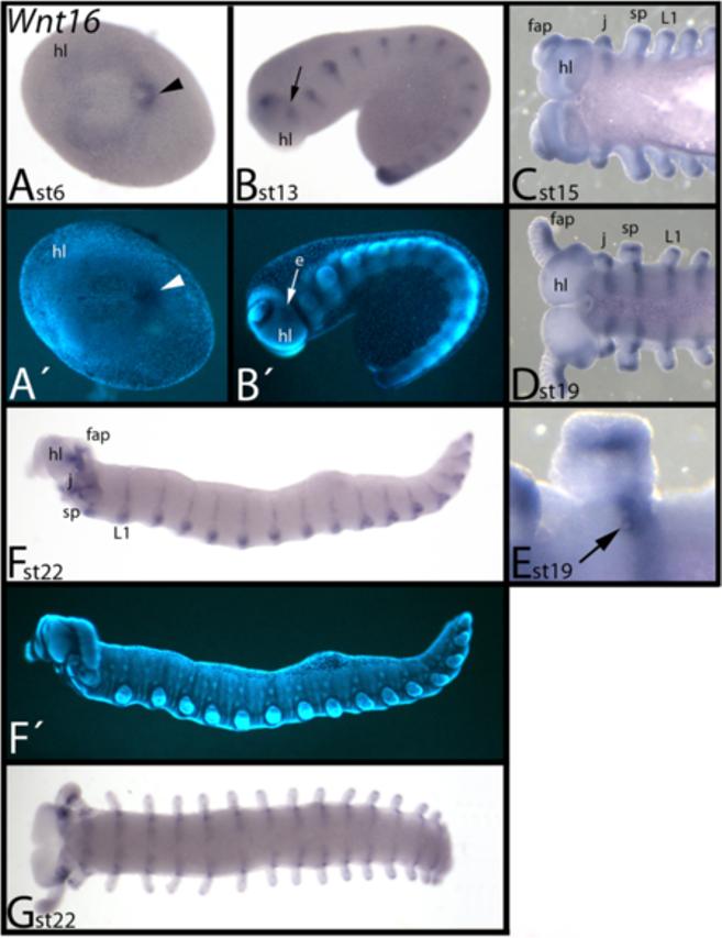 Hogvall et al. EvoDevo 2014, 5:14 Figure 10 Expression of E. kanangrensis Wnt16. Anterior is to the left. (A) Ventral view. Arrowhead indicates expression in the posterior pit region.
