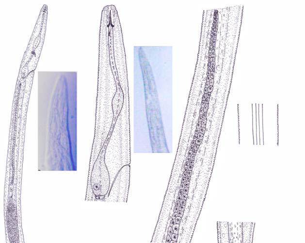 A B C F G E D A 17 µm B, C, D, E 61 µm J I H Figure 1: Boleodorus