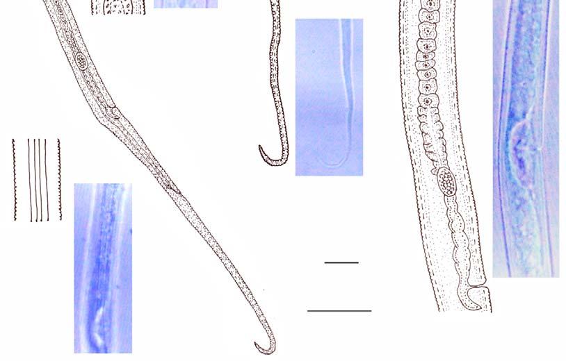 Reproductive system, D. Tail region, E. Lateral lines. Photomicrographs: F.