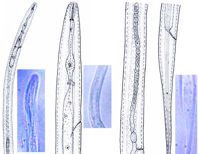 A B C D F G H E I A 10 µm B, C, D, E 109 µm Figure 7: Telotylnechus manipurensis sp. n. Camera lucida drawings: A. Entire body, B.