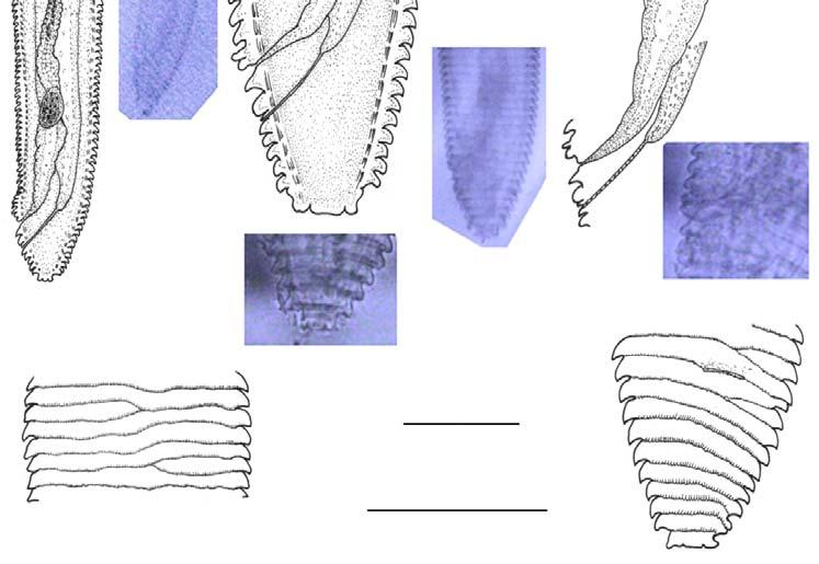 Tail region, E. Mid body, surface view, F. Body, ventral view. Photomicrographs: G. Entire body, H.