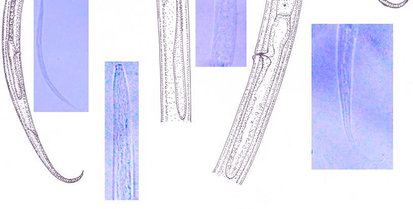 A B C D A 63 µm B, C, D 34 µm G E H F Figure 9: Aphelenchoides dhanachandi sp. n. Camera lucida drawings: A. Entire body, B.