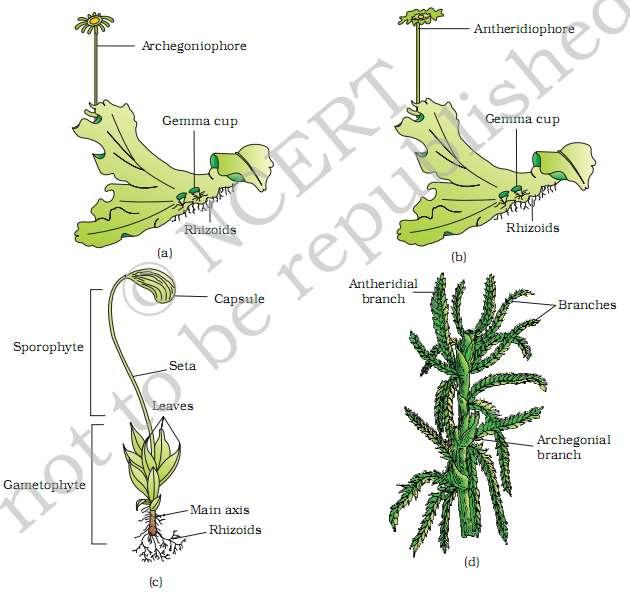 Bryophytes: A liverwort Marchantia (a) Female thallus (b) Male thallus