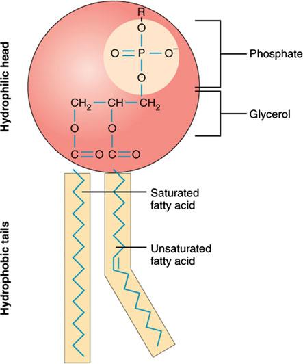 20 2 Cellular Homeostasis and Membrane Potential Fig. 2.1 The structure of a phospholipid with both