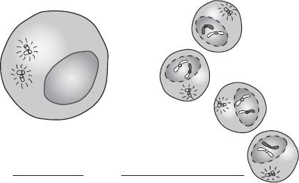 Identify which phase of meiosis is shown in the diagrams below. Use this diagram to answer Questions 18 20.