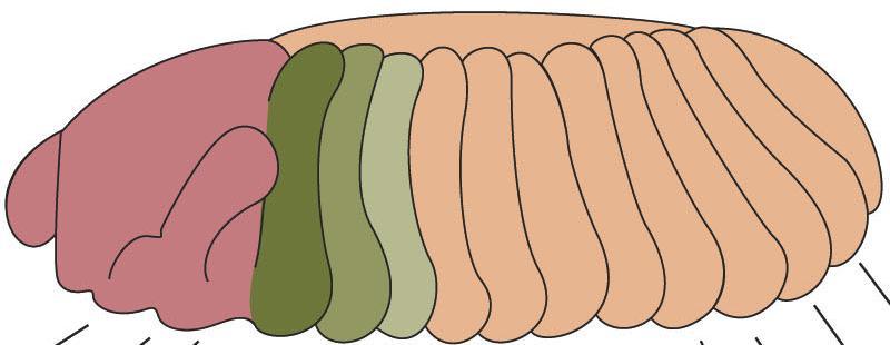 patterning gradients are formed within the embryo.