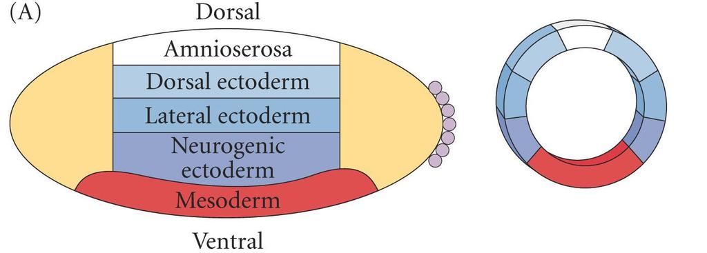 Distribution of Dorsal Dorsal: large amount = mesoderm lesser amount = glial/ectodermal Dorsal