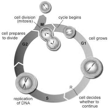 The Cell Cycle All cells time their division using the Cell Cycle The cell cycle is the sequence of growth and division of a cell.