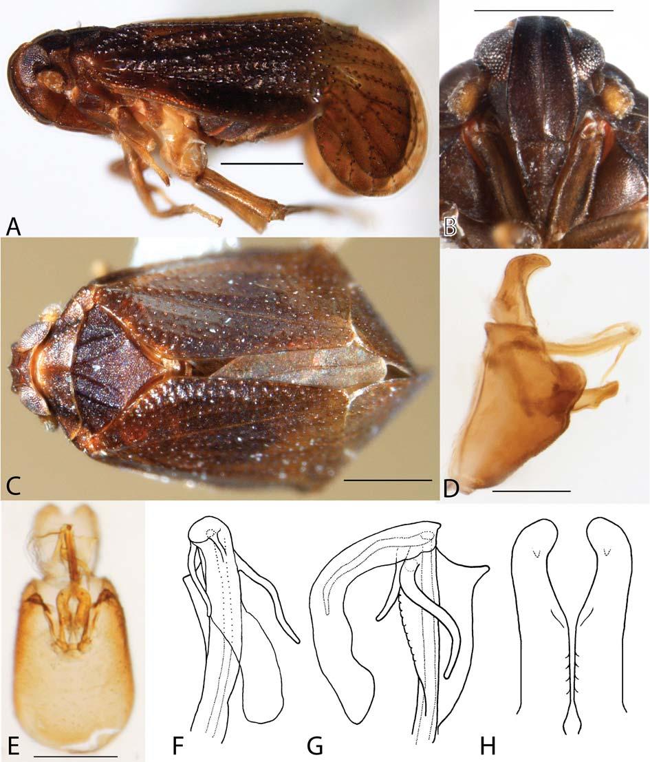 A review of New World Asiracinae 25 Fig. 6: Tetrasteira albitarsus Fennah.