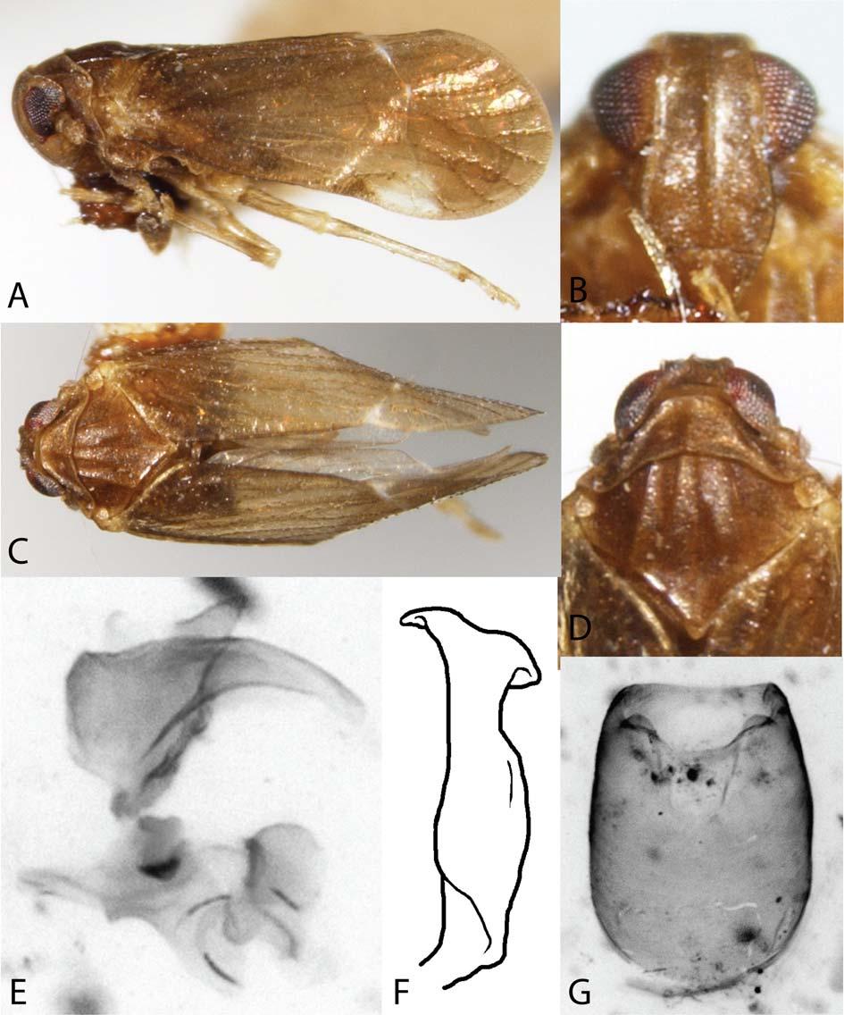 A review of New World Asiracinae 27 Fig. 7: Tetrasteira minuta Muir (holotype).