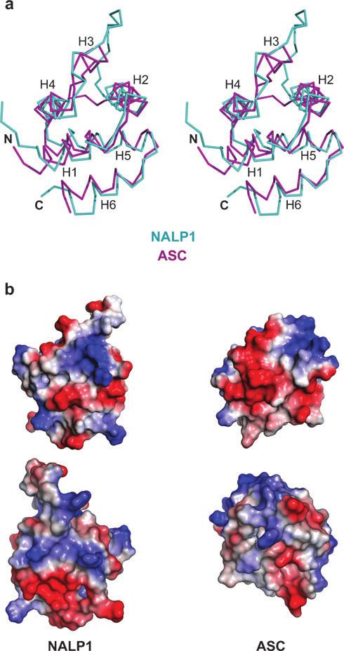 Figure 6 Structural features of pyrin domains (PYDs). (a) A stereo diagram of superimposed PYDs: NALP1 PYD and ASC PYD.