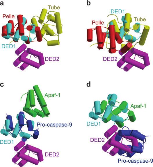 :caspase-9 complex (124), and the DED1:DED2 interaction in the tandem DED of MC159 (116, 120).