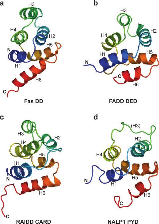 Figure 2 Ribbon diagrams for each subfamily of the DD superfamily: (a) Fas death domain (DD), (b) FADD death effector domain (DED), (c) RAIDD caspase recruitment domain (), and (d ) NALP1 pyrin
