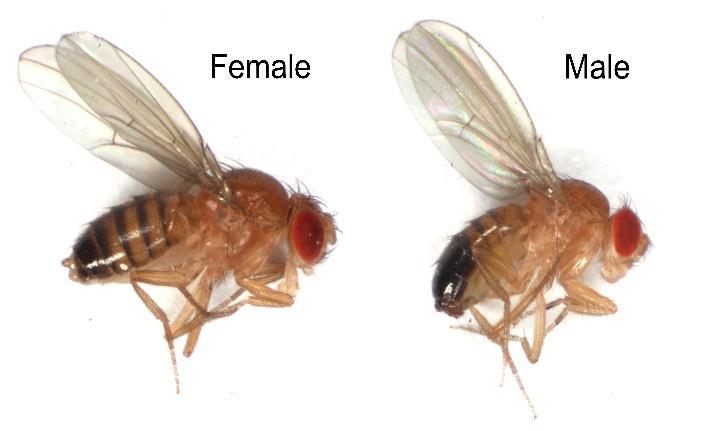 (female on the left and male on the