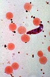 parasite must remain in the red blood cells for more than 90 days to be able to change its cell coat and avoid