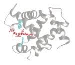 signaling domain, others function as gene regulators, by direct combination with