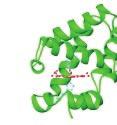 oxygen-binding heme proteins found in cyanobacteria, eubacteria, unicellular eukaryotes,