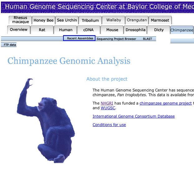 How many primate genome projects are listed? Why do you think so many primate genomes are being sequenced? Why is it important to humans to learn about bovine genomes?