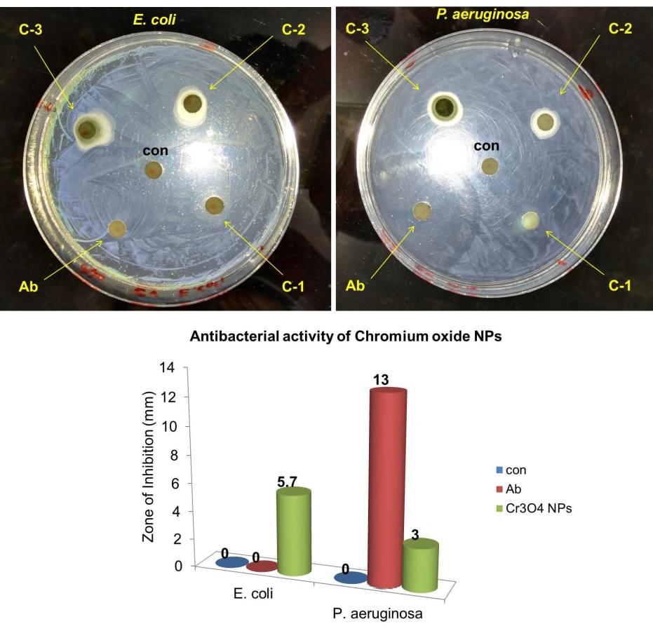 Fig. 3 Images of agar plates ((upper panel) containing antibiotic (ab), water (con) and different concentrations of Cr 3 O 4 NPs impregnated disks and exhibition of inhibitory zones of E. coli and P.