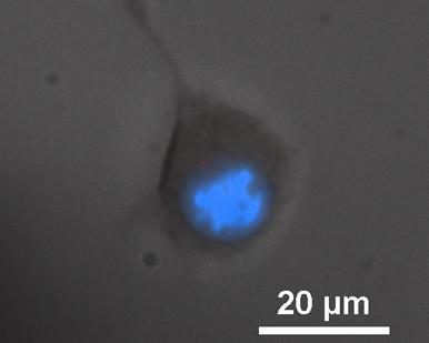 Figure 6.3. Iron content in CT26 cells when exposed to 200 µg/ml of nanoparticles over 0.