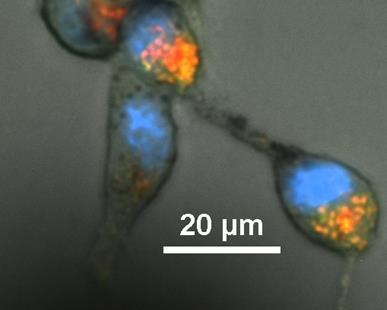 Control group consists of cells never exposed to nanoparticles but underwent similar culturing