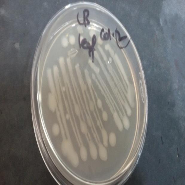 Bacterial endophytic pure