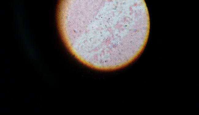 spore forming Gram positive, Bacilli, Non motile, Non spore forming Sugar Fermentation Test Amylase Indole Methyl red VP H 2 S production + + _ + - _ - + + _ + - _ + Citrate L3