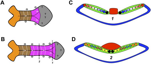 Lynch and Roth Figure 4. DV patterning of post-gastrulation short-germ embryos.