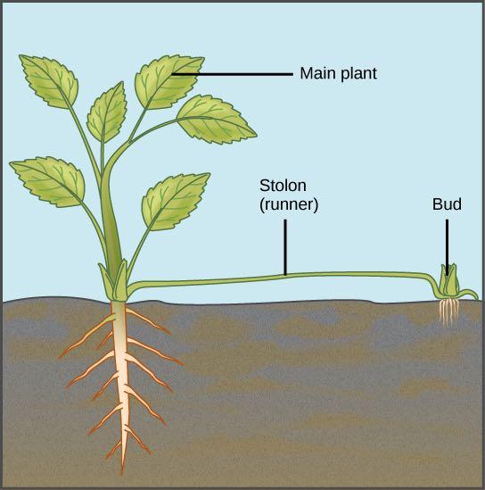 Reproduction in plants can also take place by vegetative propagation, an