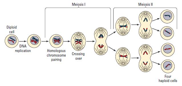 EXERCISE 1: Modelling Crossing Over in Meiosis In this exercise you will model meiosis and crossing over using colored pop beads. Model the centromere with a piece of short pipe cleaner.