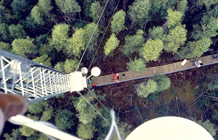 Tropical Forest WLEF-TV Tower